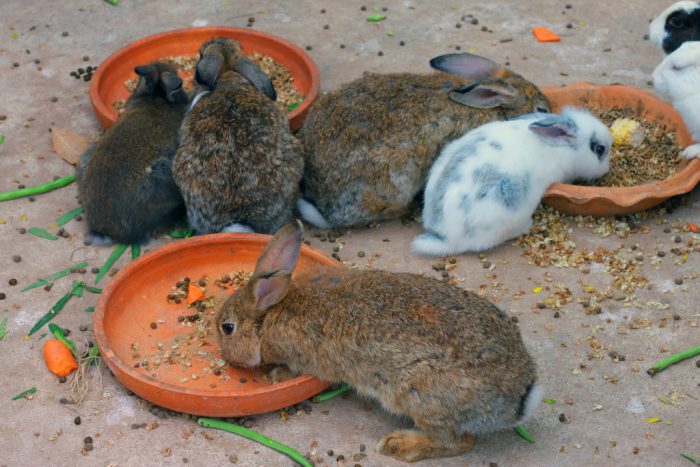Когда отсаживать крольчат от крольчихи?