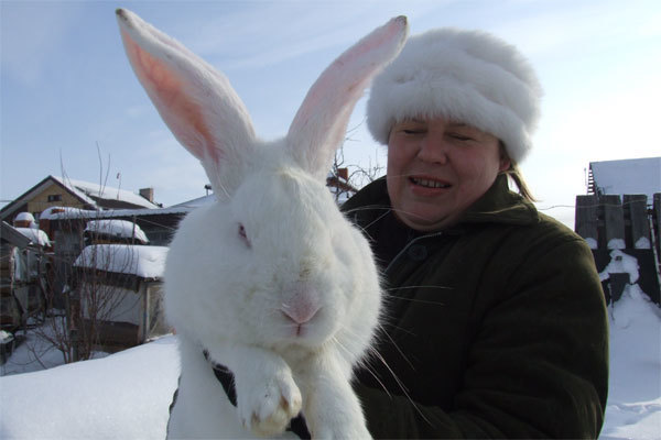 Кролиководство в Сибири