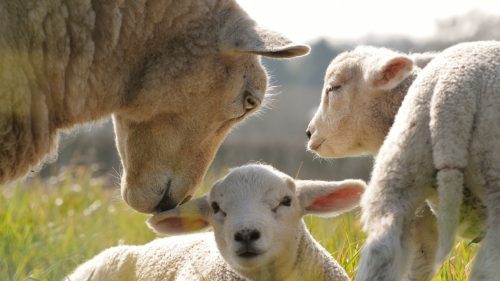 Детеныш овцы