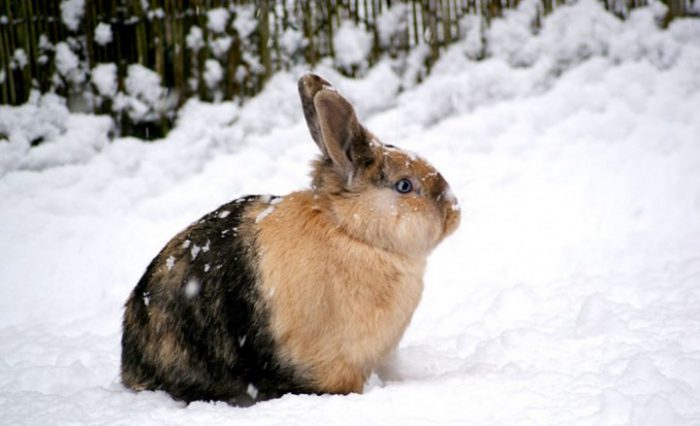 Кролики зимой. Содержание