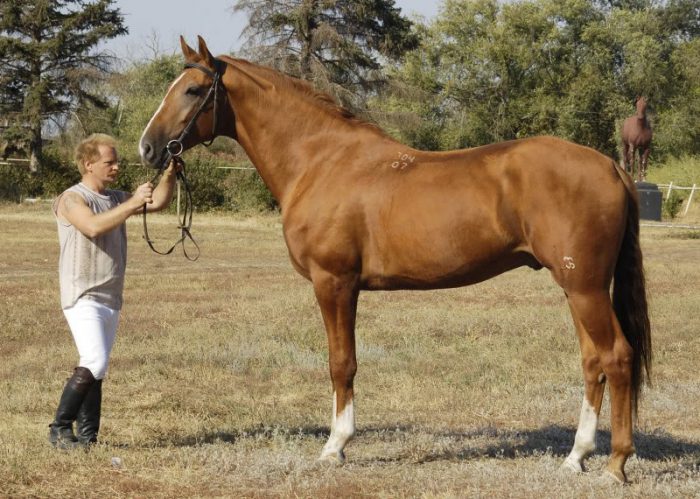 Лошади в России