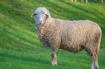 Прекос – порода овец