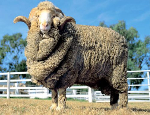 Мериносы – порода овец