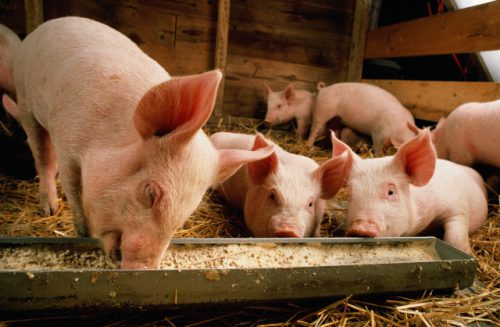 В каких странах развито свиноводство?