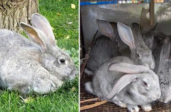 Как отличить крола от крольчихи?