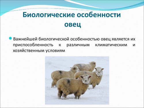 Биологические особенности овец