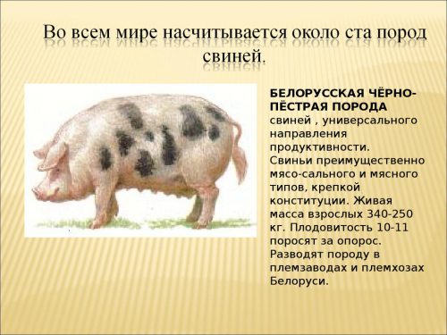 Свиноводство в республике Беларусь