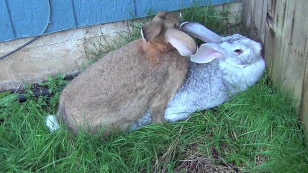 Кролиководство. Спаривание кроликов