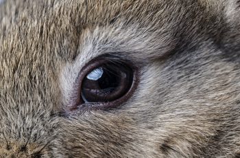 Из-за чего у кроликов чаще всего слезятся глаза?