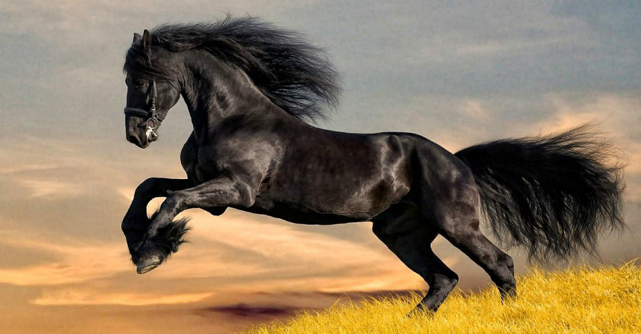 Самые Дорогие Лошади В Мире Фото Цены