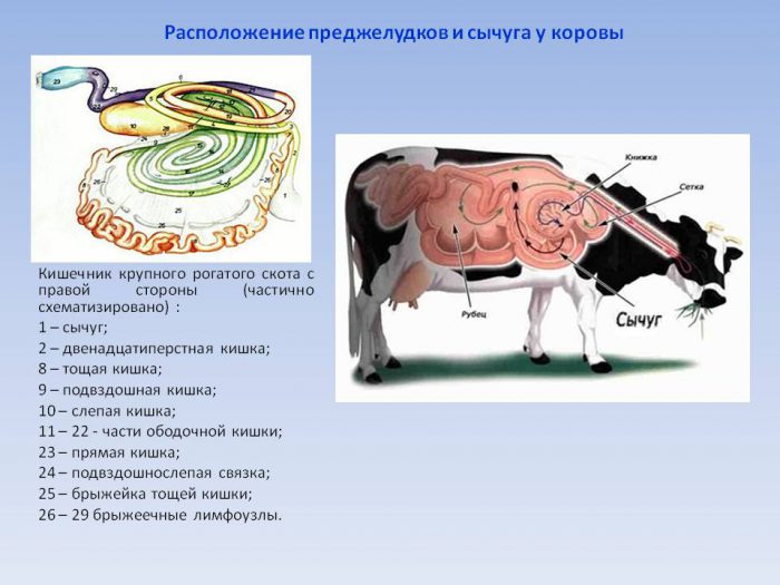 Атония преджелудков у коровы. Лечение