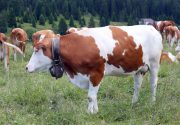 Атония матки у коров. Лечение
