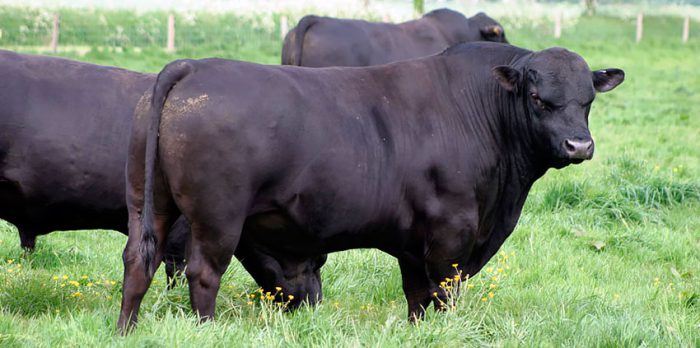 Абердин ангусская порода быков