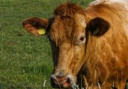 Симптомы аллергии у коров
