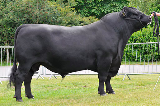 Характеристики абердина - ангусской породы быков