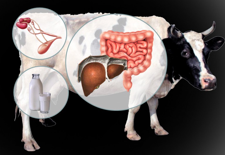 Запустить желудок (рубец) у коровы