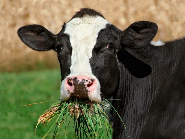 Атония преджелудков у коровы. Лечение