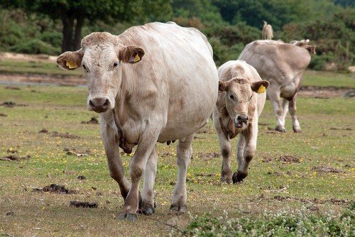 Лечение артроза у коров