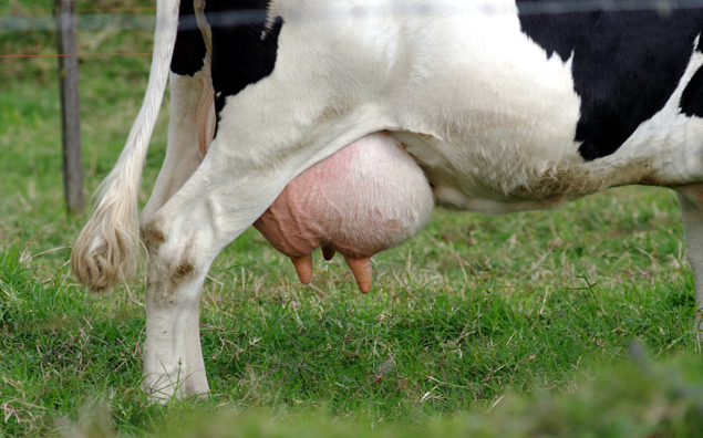 Как лечить болезни вымени у коров?