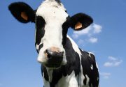 Катаральный эндометрит у коров