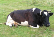 Послеродовые болезни у коров