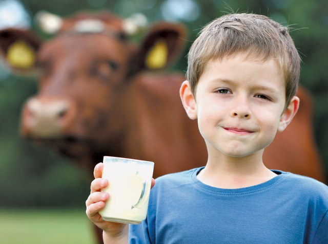 Чем опасно молоко из-под коровы?