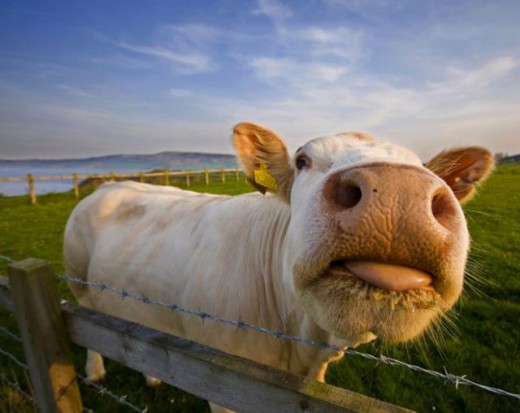 Что делать, если корова кашляет?
