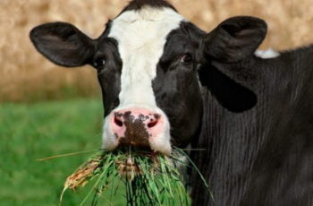 Кормление коров молочного направления
