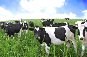 Кормление коров в летний период