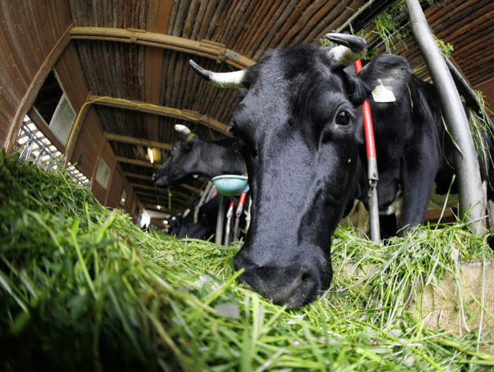 Контроль полноценности кормления лактирующих коров