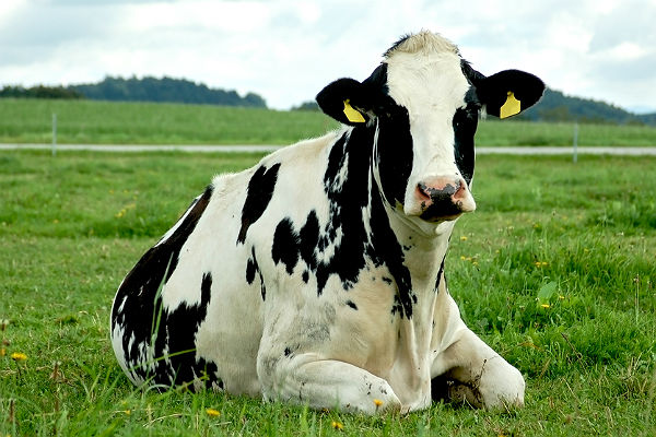 Тимпания рубца у коровы