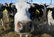 Лейкоз у коровы. Можно ли пить молоко?