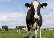 Какие коровы дают больше всего молока?