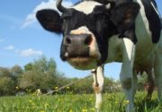 Почему у коровы течет молоко?