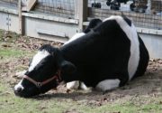 Пастереллез у коров. Симптомы и лечение