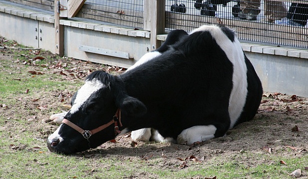 Пастереллез у коров. Симптомы и лечение