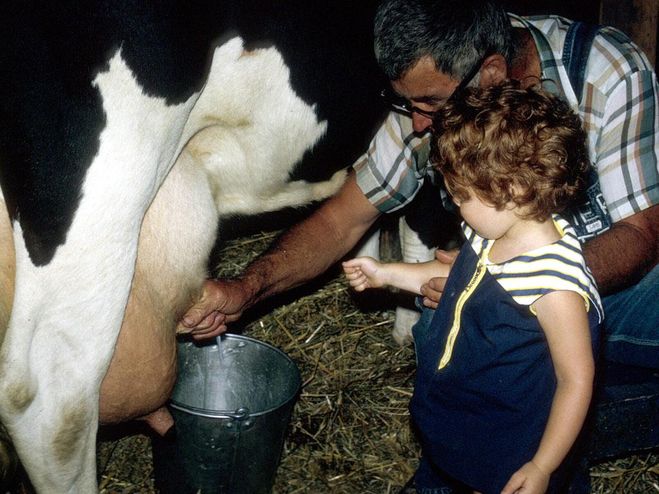 Корова дает мало молока