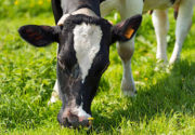 Кормление стельных коров в сухостойный период