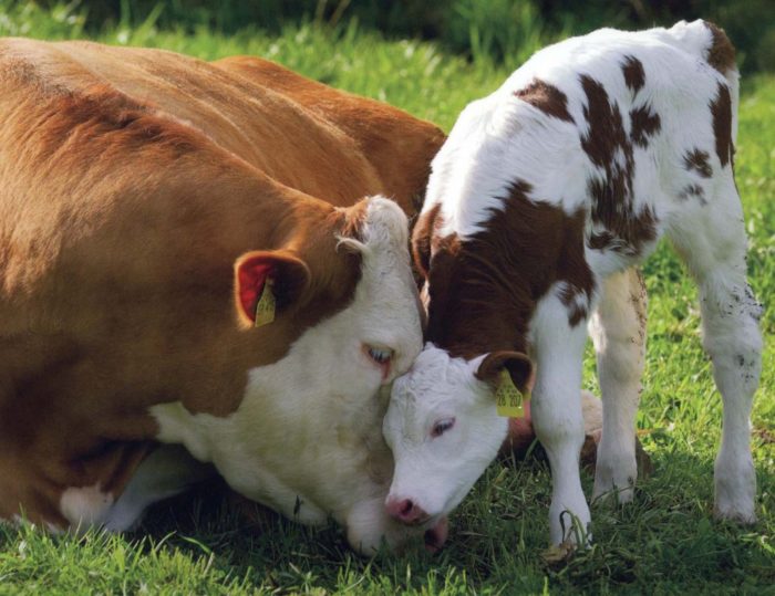 Мастит коровы. История и причины болезни