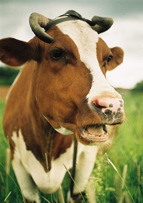 Лептоспироз у коров. Симптомы и лечение