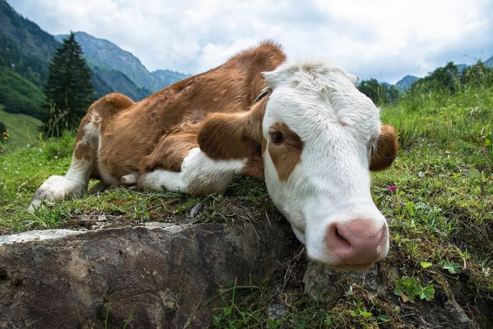 Молочная лихорадка у коров