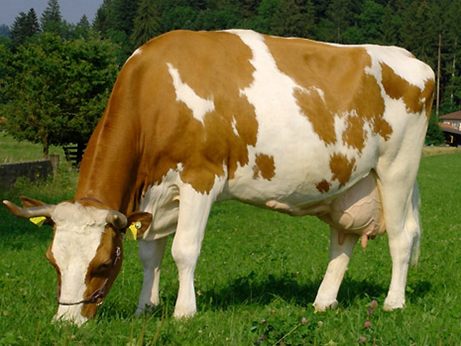 Серозный мастит у коров