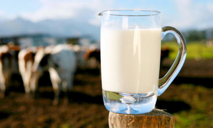 Почему молоко соленое у коровы?