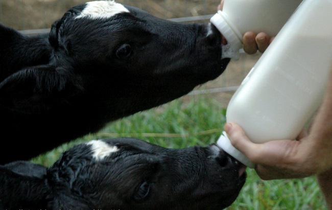 Молоко после отела коровы