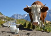 Сколько молока в день дает корова?