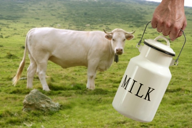 Как повысить плотность молока у коровы в домашних условиях?