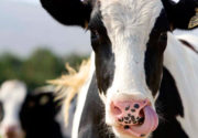 Пироплазмоз у коров. Признаки и лечение