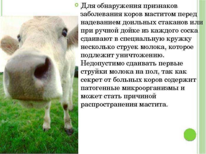 Вакцина против мастита коров
