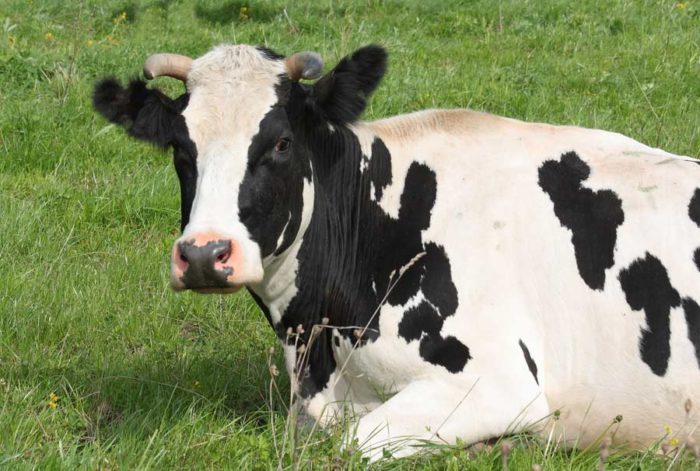 Скрытый эндометрит у коров