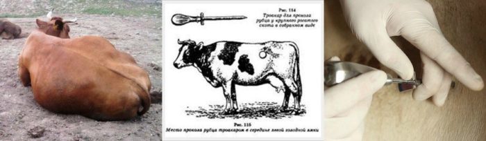 Тимпания рубца у коровы